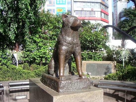 Sadık köpek hachiko