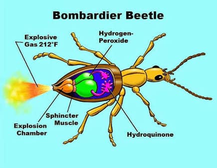 bombardıman böceği bilimsel