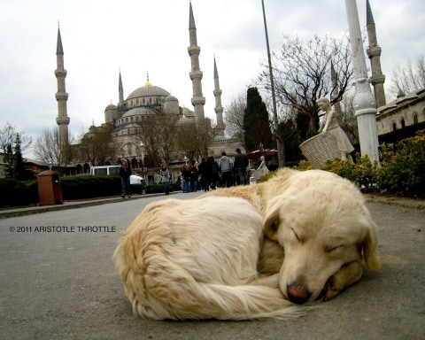 köpek ve sabah ezanı