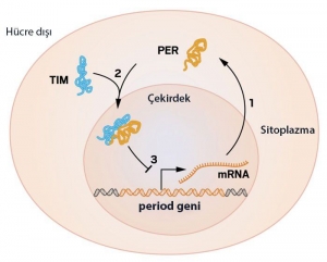 2017 Nobel Tıp Ödülü sirkadyen ritim moleküler mekanizma
