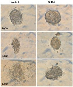 GLP-1 olmadan kültüre edilen pankreas adacıkları daha ilk günden organizasyonlarını kaybederler. 5. gün kontrol kültüründe adacıkların % 45’i 3 boyutlu yapılarını kaybetmişlerdir. Ortamda GLP-1 bulunduğunda ise 5. gün adacıkların sadece % 15’i 3 boyutlu yapılarını kaybeder.