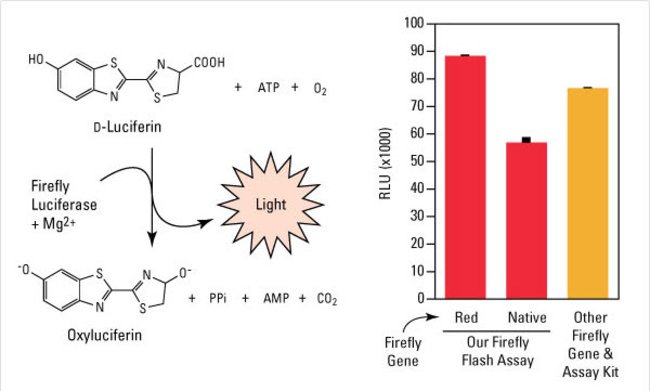 lusiferin