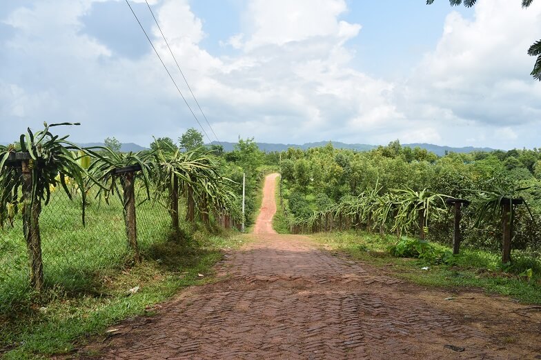 Toprak yol etrafındaki ağaçlar