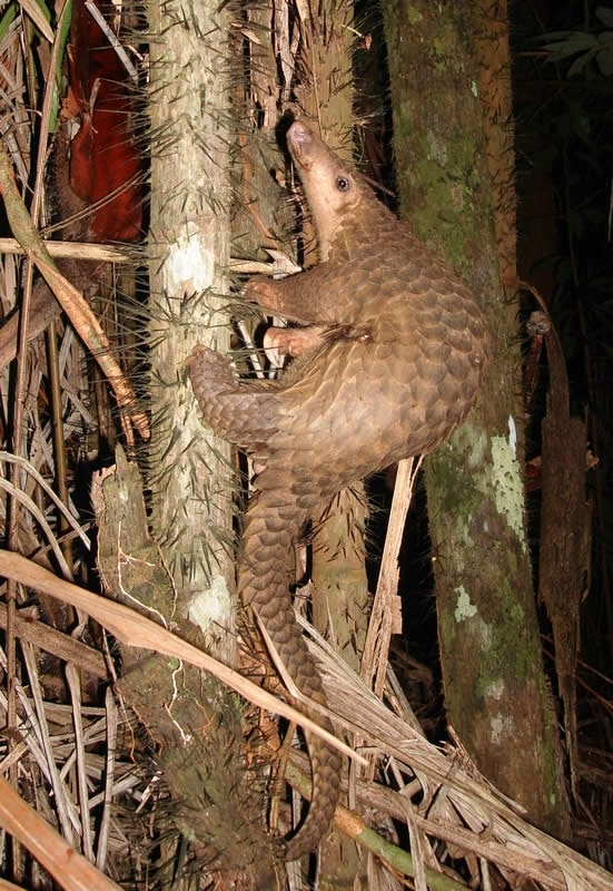 Pangolin borneo min