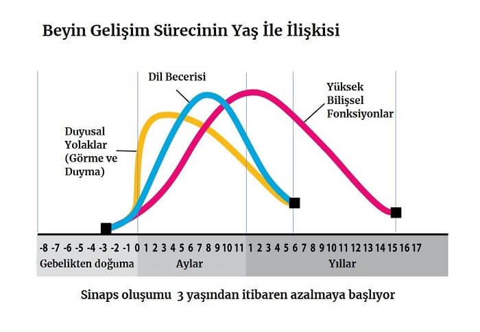 beyin gelişimi