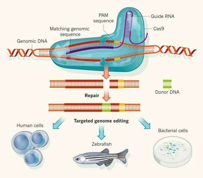 CRISPR Cas9 genetik makasi