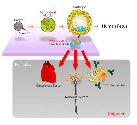 pluripotent totipotent multipotent kok hucre